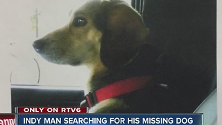 Indianapolis man searching for lost dog