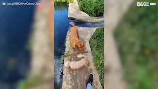 Ces adorables chiens finissent à l'eau après une belle glissade