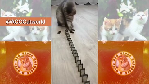 Funny Cats! 😹 Cats and Cattetes, Introducing the AMAZING #Dominos Kitty! 🪄😻 (#127) #Clips