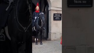 Horse tries to get her #horseguardsparade