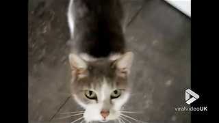 Boom Boom Boom let me hear you say meow || Viral Video UK