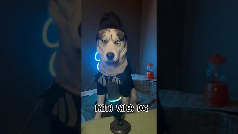 Husky turned into Dog Vader 😈 #husky #dogs #funnydogs #huskytalking #starwars #maythe4thbewithyou