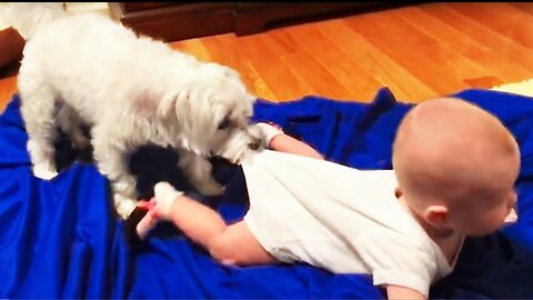 Funny Babies Playing with Dogs Compilation Funny Baby and Pets || Cool Peachy