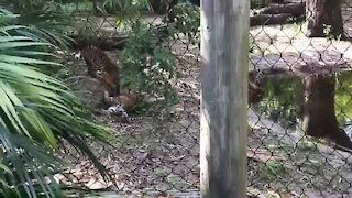 'Tiger Trio' explore their new habitat at Palm Beach Zoo