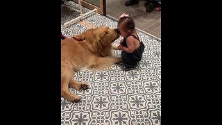Gentle Pup Gives Toddler Sweet Kiss