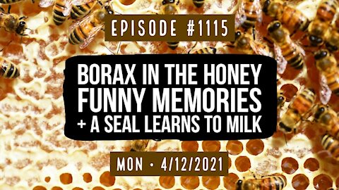 #1115 Borax In The Honey, Funny Memories, & A Seal Learns To Milk