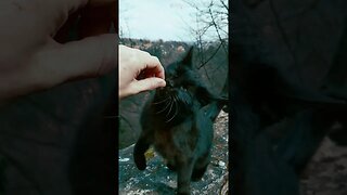 Stray Cat Loves the Treat Stick 😺 Feeding Stray cats
