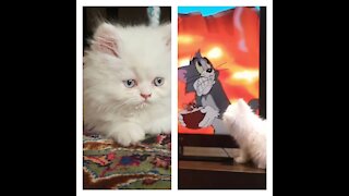 My cat watches Tom and Jerry animation. See the reaction