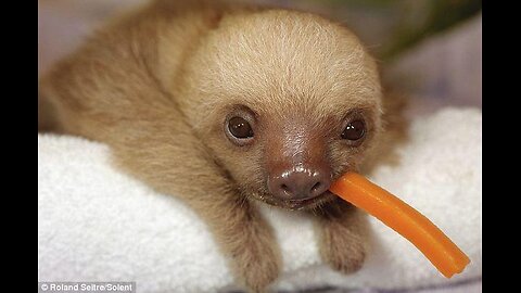 Sloth cuteness Compilation