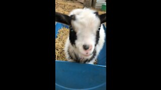 Sweet Young Goat Eating Hay