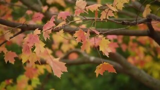 Relaxing autumn vibes music for 5 hoursㅣRelax, Sleep, Insomnia, Study, Meditation