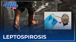 Kaso ng leptospirosis, mabilis ang paglobo ayon sa DOH