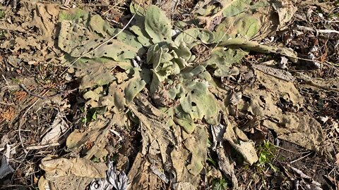 My mullein made it