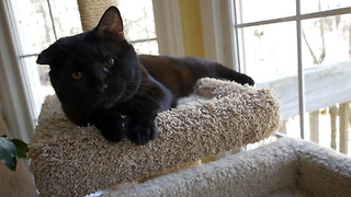 You will not believe where this beautiful black cat came from!