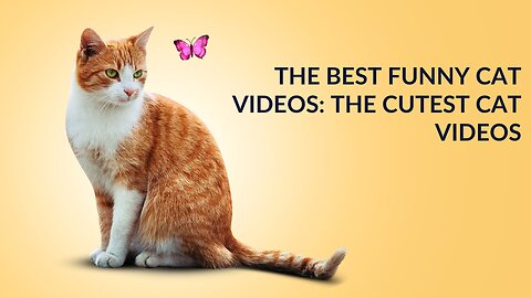The Best Funny Cat Videos: The Cutest Cat Videos Part 4