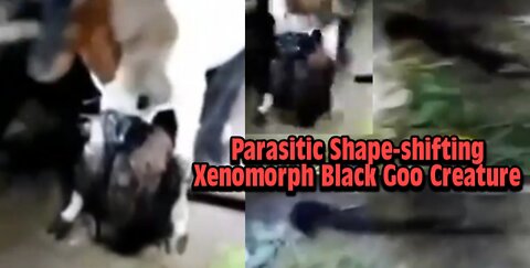 Parasitic Shape-shifting Xenomorph Black Goo Creature