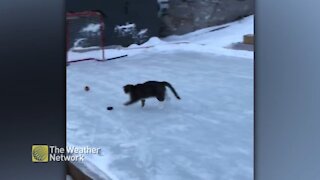 Some impressive hockey skills (for a cat)