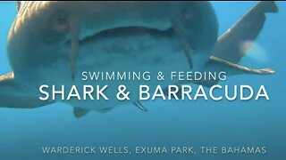 Shark & Barracuda, Swimming with and feeding in the Exumas, The Bahamas.