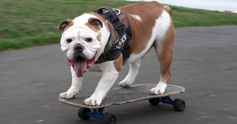 dog skateboarding