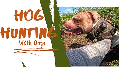 South Carolina Hog Hunting With Dogs