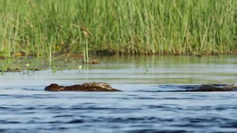 Crocodile is King Swamp! Two Male Lion Protect Yourself From Crocodile In River-8