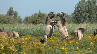 A jealous female wild horse shows her feelings.