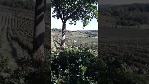 VLOG - VINEYARDS WALKING TOUR - WINERY HOTEL - NATURE - VIEWS - CALM - RELAX - SILENCE #shorts