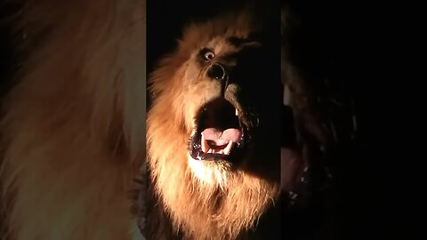 Lion Roars At Night | #shorts #shortsafrica #septdailyshorts
