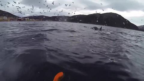 Kayakers Find Themselves In Midst Of Orca Feeding Frenzy