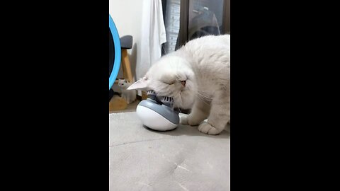 Cutest Cat Videos