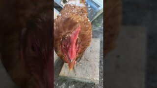 Curious Little Chickies #chickens #chickenshorts