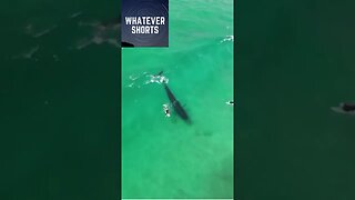 Whale steals surfers wave #shorts #whale #animals #surf #waves