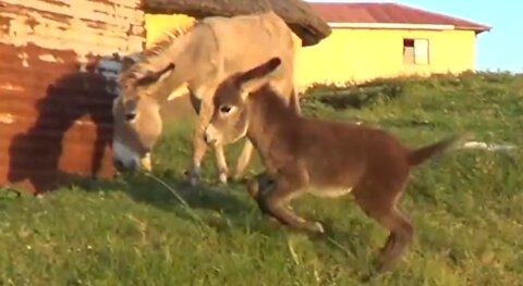 Happy Baby Donkey Is Hyped To Be With Its Mother