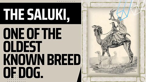 The Saluki, one of the oldest known breeds of dog.