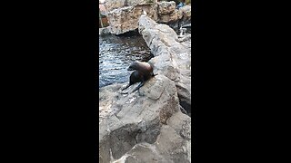 feeding cute sea lions funny