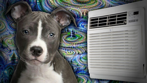 Dogs AI and Airconditioning