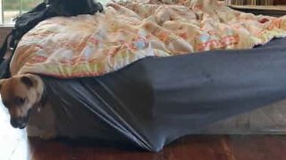 Dog seeks comfort under bed sheets