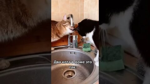 #shorts Смешные Коты Из Тик Тока 208 Funny Cats From Tiktok