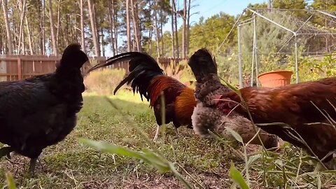 CALM ASMR CHICKENS#calm #asmr #gardensounds #goodvibes #calmingsounds #chickens #calm #asmrsounds 🐓