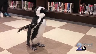 Penguin visits the Pratt; checking out books for chicks
