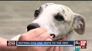 Putting Dog DNA tests to the test