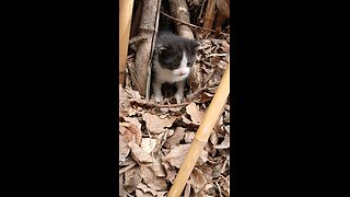 Three week old lone kitten