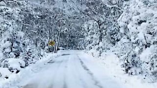 Impressionante: floresta coberta de neve na Tasmânia