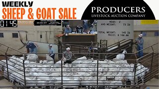 7/25/2023 - Producers Livestock Auction Company Sheep & Goat Auction