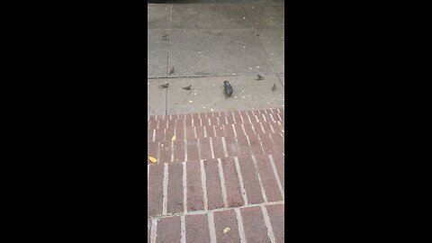 Feeding birds on the Upper East Side. Manhattan, New York City. #uppereastside #ues