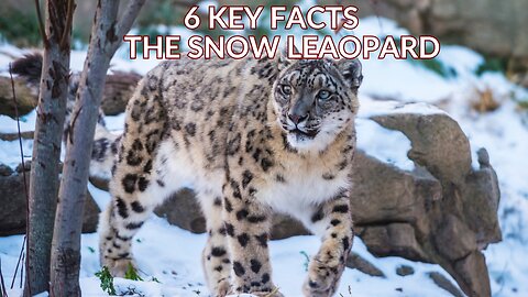 Snow Leopard Survival: Unveiling the Unique Traits of Snow Leopards 6 Key Facts #snowleopards