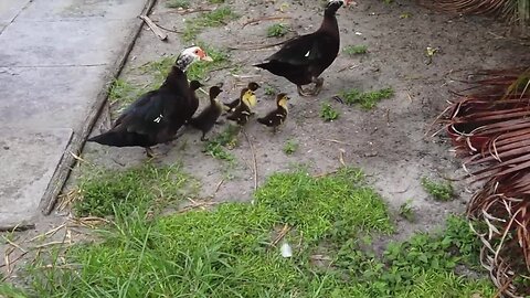 Duck family enjoys stroll in Palm Springs