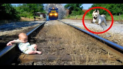 Smart Dog Saves Baby from Danger | SUPER DOG #16