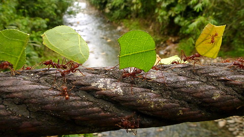 Leafcutter ants cross bridge in Amazon rainforest of Ecuador
