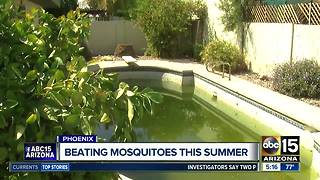 How to fight summer bugs in Arizona